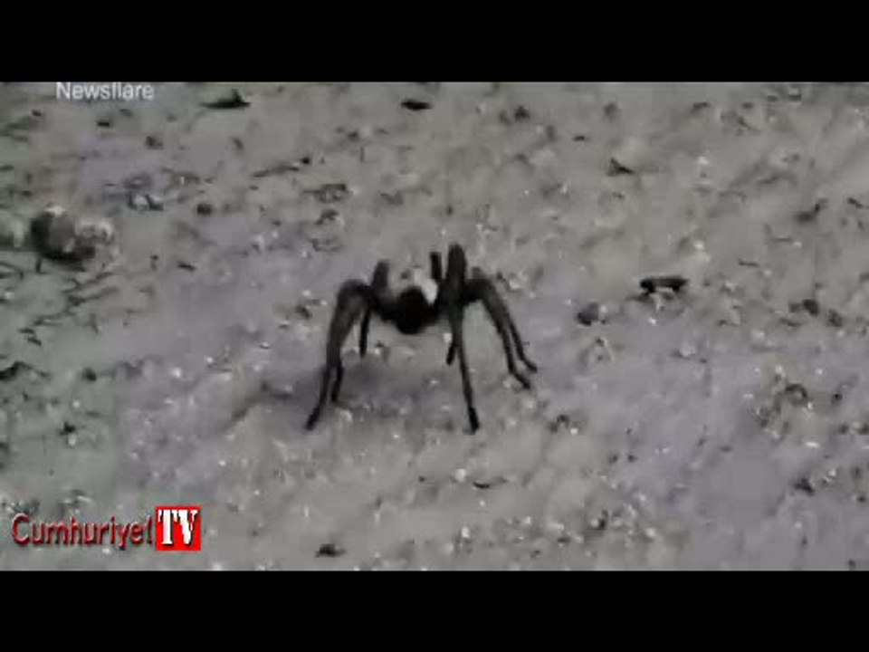 Tarantula ile eşek arısının mücadelesi