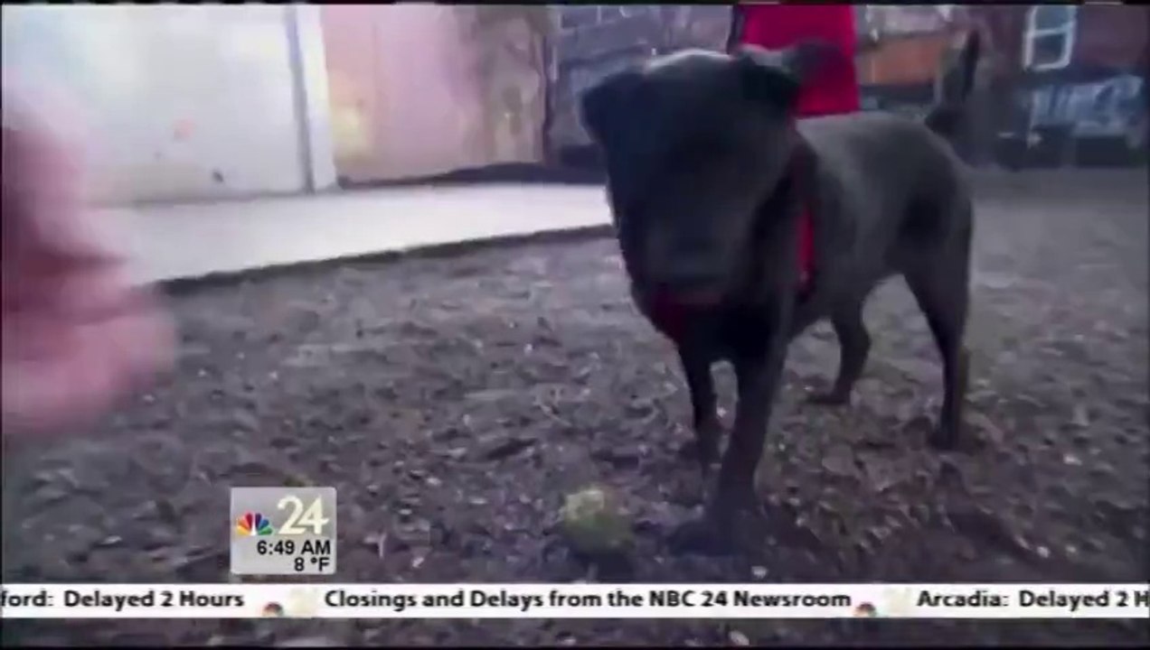 Dog Regularly Takes the Bus On Her Own to Visit Seattle Dog Park