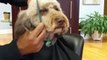 Un chien se fait faire une coupe de cheveux chez le coiffeur!