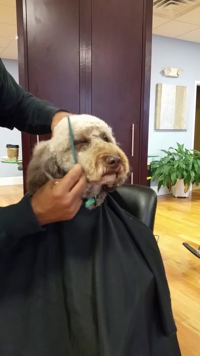 Un chien se fait faire une coupe de cheveux chez le coiffeur!
