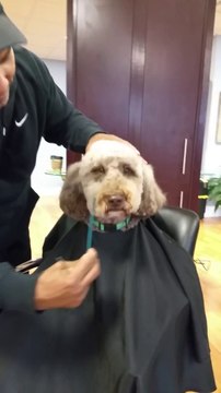 Cute dog Gets A Classy Haircut At The Salon
