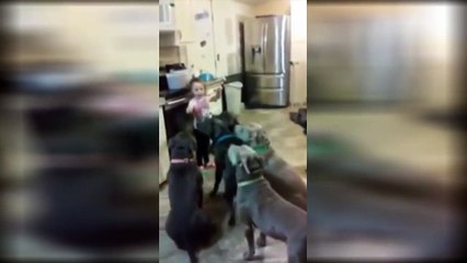 Une petite de 4 ans donne à manger à 6 pitbulls !