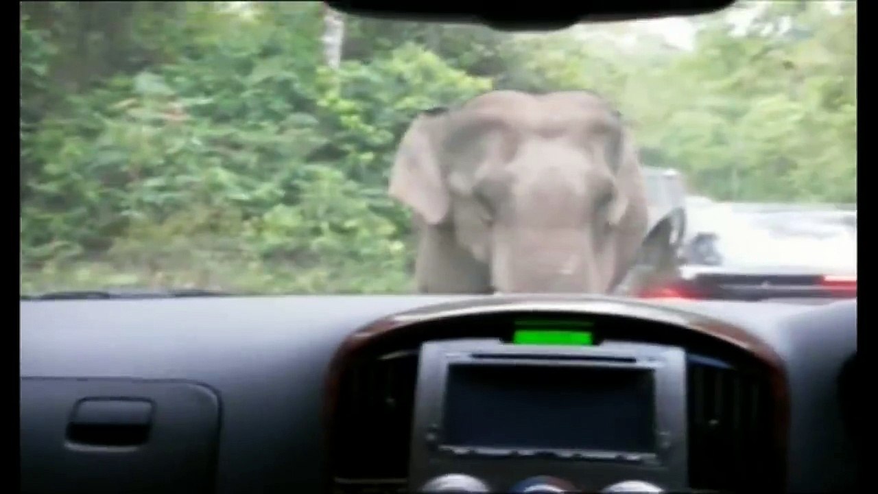 Elephant on Car