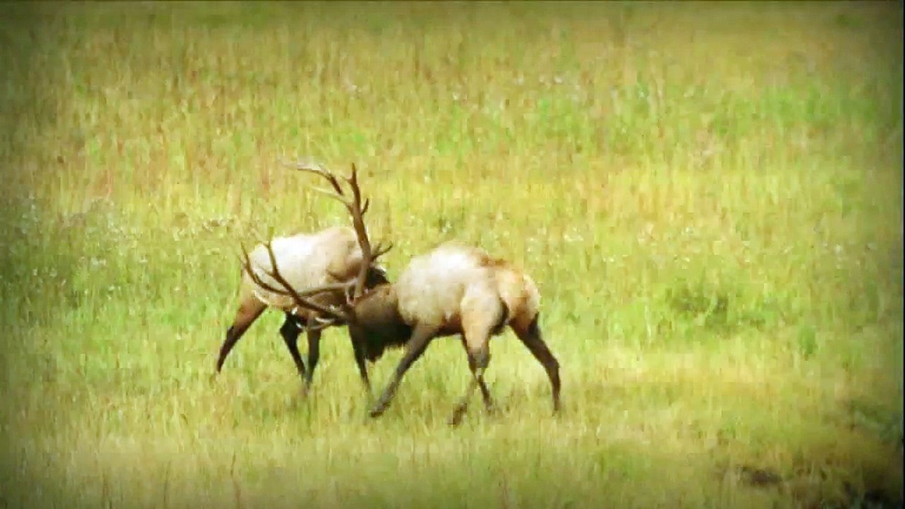 Agefi - magazine financier et politique - mai 2011 - "Nature", cerfs