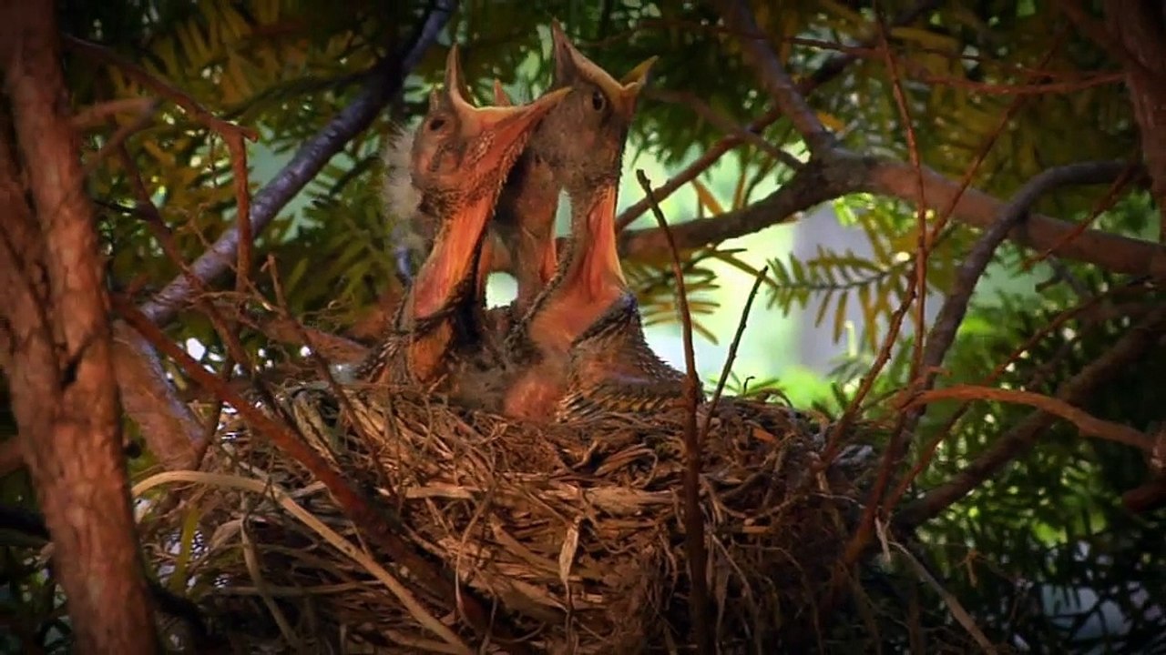 Agefi - magazine financier et politique - mai 2011 - "Nature", oiseaux