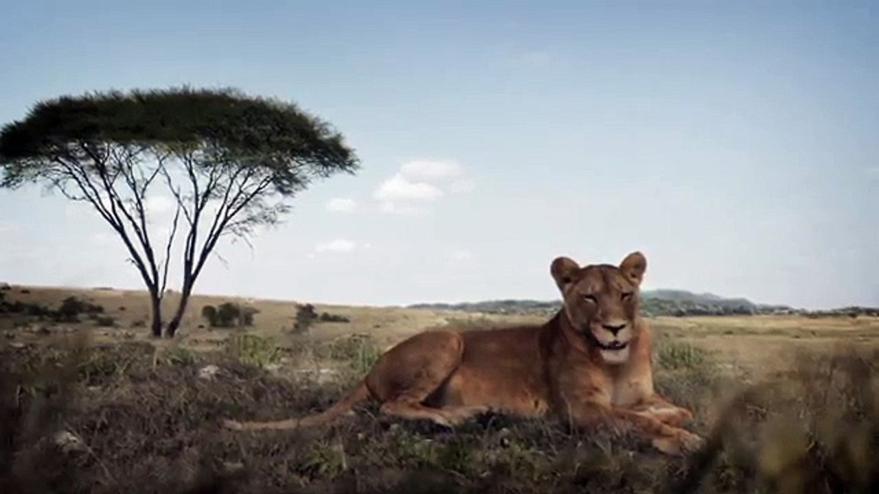 BETC, BETC Digital pour Canalsat - bouquet de chaînes de télévision, «Canalsat à la demande» - juin 2014 - lionne humour