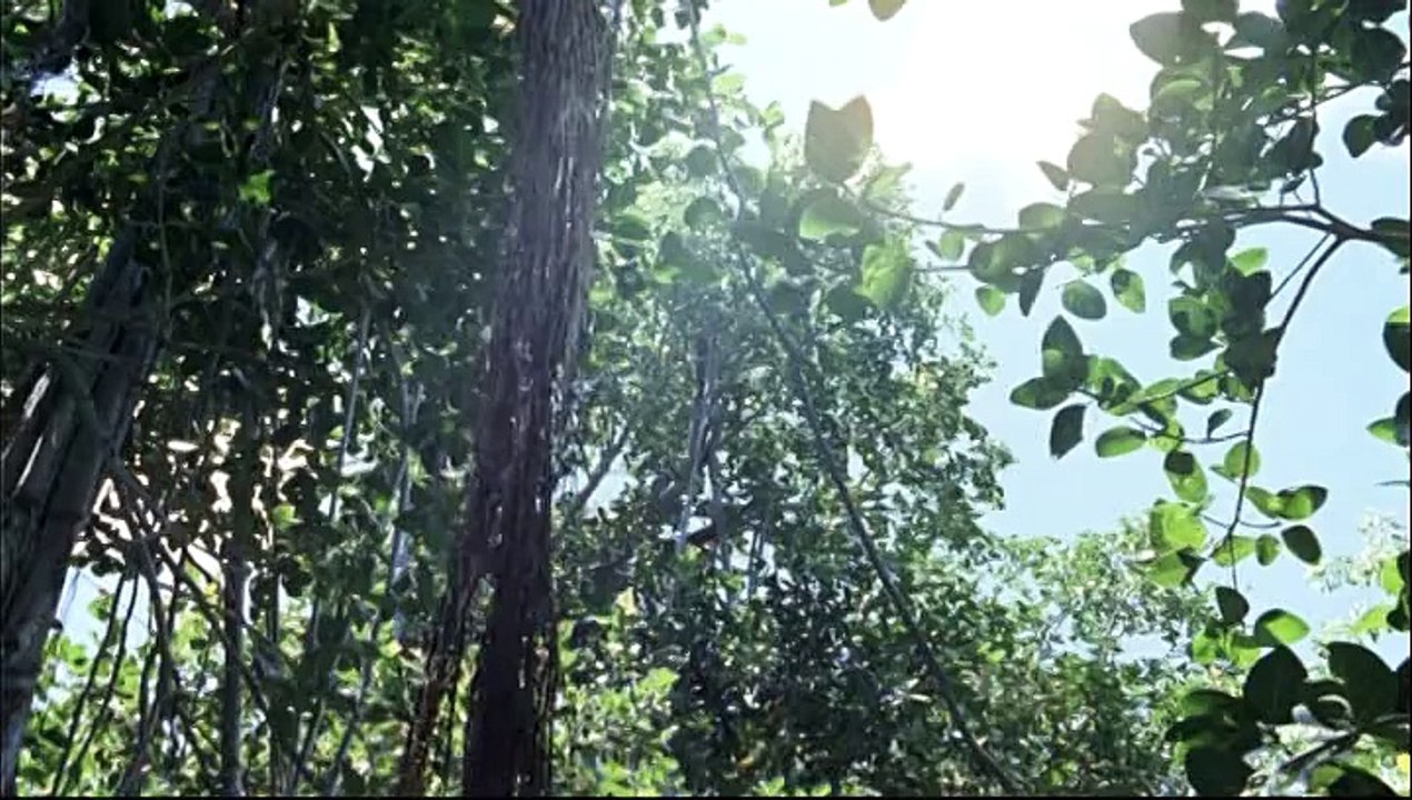 Bourjois - produits cosmétiques Ecoute Ta Nature by Yannick Noah - mars 2010 - "Le coeur qui bat"