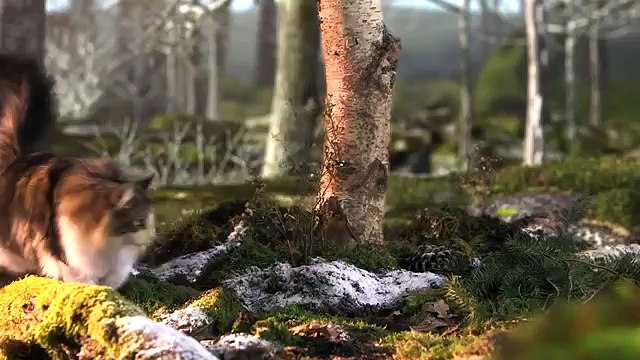 Cabarey pour Royal Canin - nourriture pour animaux domestiques, Breed, Indoor, Norwegian - novembre 2013