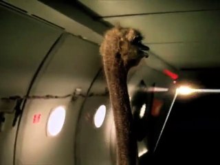 Cadbury - chocolat Cadbury Dairy Milk - août 2010 - "Ostrich, I gotta be me"