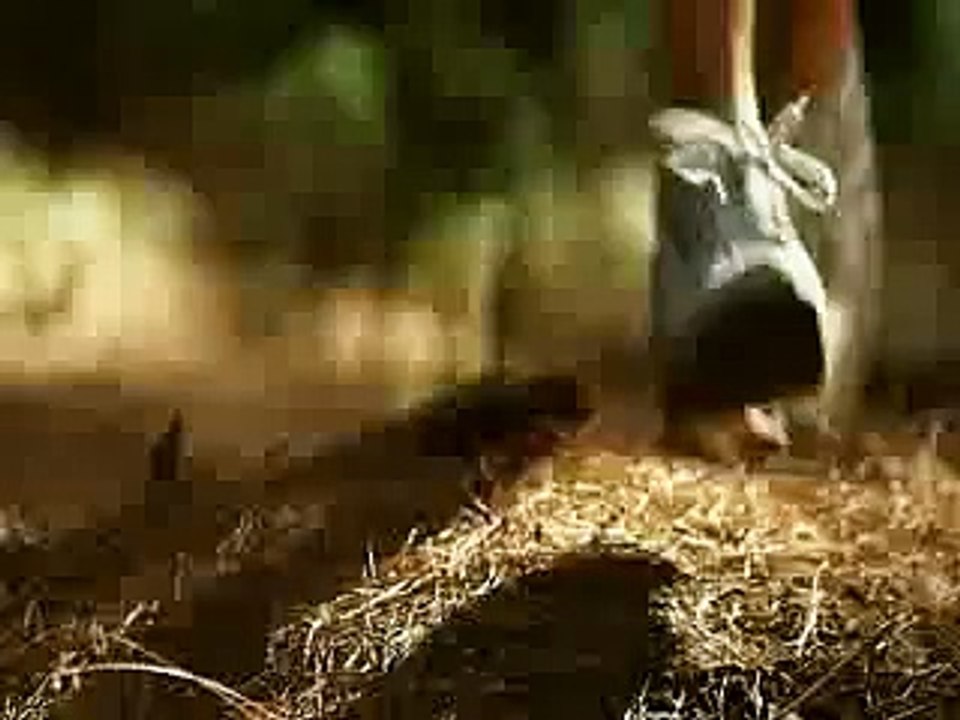 Center Parcs (Pierre & Vacances) - centre de vacances - mars 2010 - "Ouverture d'un centre en Moselle Lorraine"