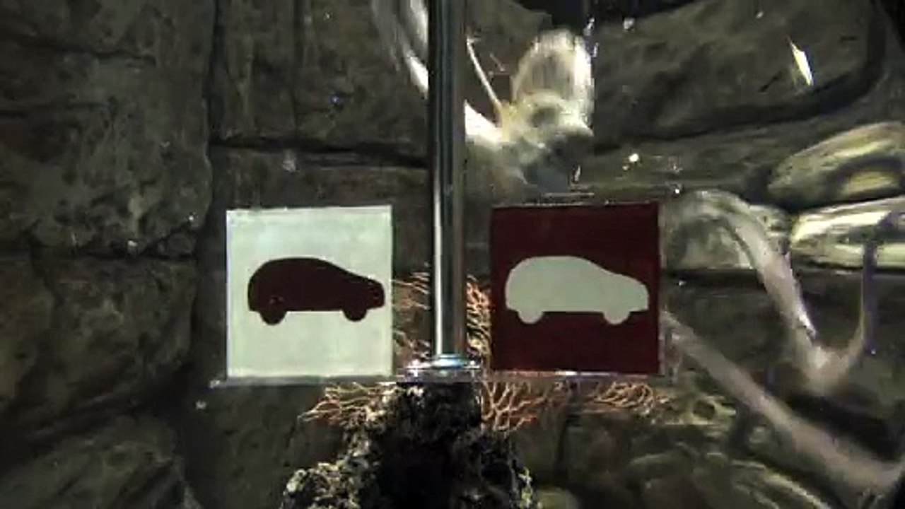 Citroën - véhicules d'occasions Citroën Select - juillet 2010 - "Le poulpe"