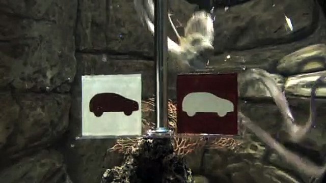 Citroën - véhicules d'occasions Citroën Select - juillet 2010 - Le poulpe