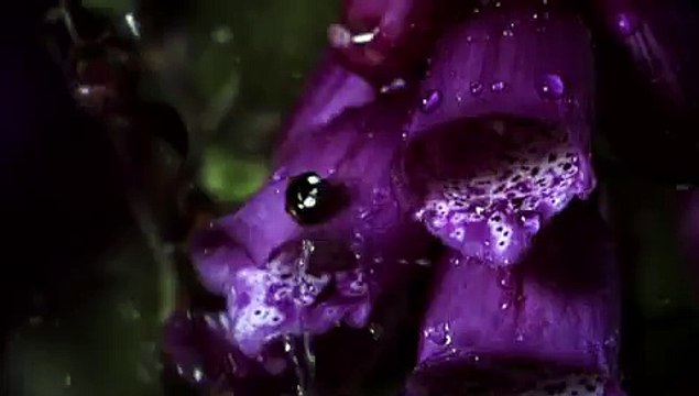 Citroën - voiture Citroën C5 - octobre 2009 - La pluie