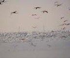 Flamingoların buz göçü