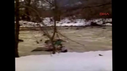 Bartın Dereye Düşen Karacayı Köylüler Kurtardı