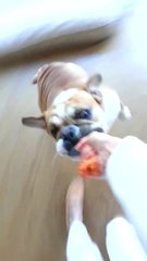Funny Bulldog won't let go of toy