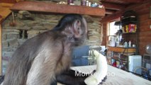 Capuchin Monkey enjoys a banana