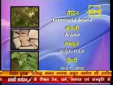 Ayurvedic Benefit of Arjun (Terminalia arjuna) Video