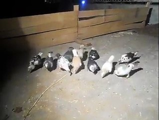 Doğan Polat Şanlıurfa Yeni Kuşları 2014 Güvercintvcom