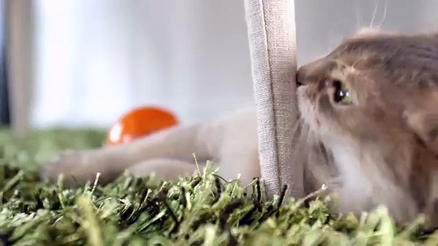 Cabarey pour Royal Canin - nourriture pour animaux domestiques, Breed, Indoor, Norwegian - novembre 2013