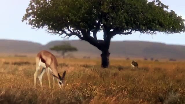 BETC, BETC Digital pour Canalsat - bouquet de chaînes de télévision, «Canalsat à la demande» - juin 2014 - lionne sport