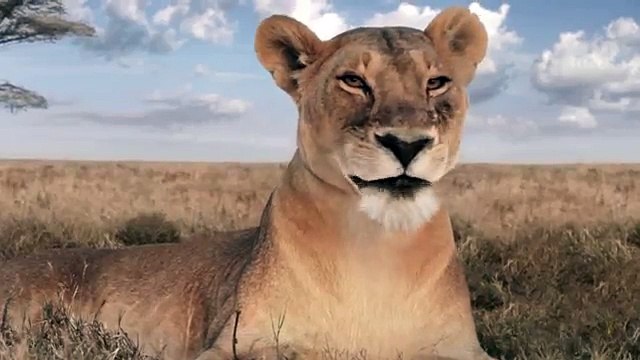 BETC, BETC Digital pour Canalsat - bouquet de chaînes de télévision, «Canalsat à la demande» - juin 2014 - lionne