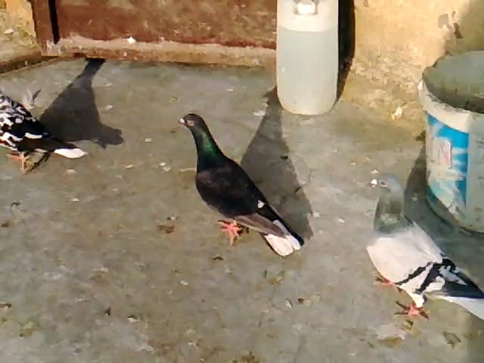 Mahmut Binici Güvercin Kümesi 2014