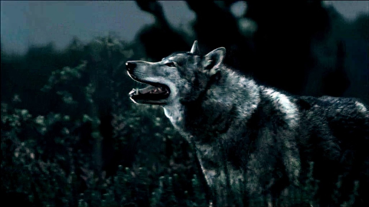 Charal - viande - novembre 2010 - "Les Loups", viande Happy Family