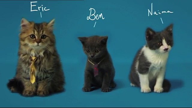 Bouygues Telecom - opérateur téléphonique, Les Chatons Telecom - août 2011