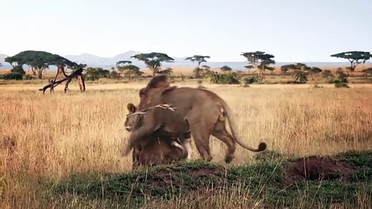 BETC, BETC Digital pour Canalsat - bouquet de chaînes de télévision, «Canalsat à la demande» - juin 2014 - lionne charme