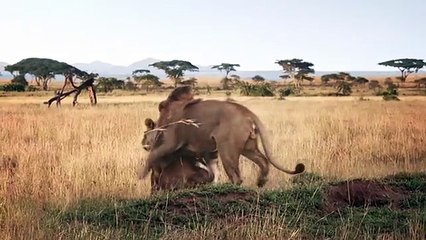 Скачать видео: BETC, BETC Digital pour Canalsat - bouquet de chaînes de télévision, «Canalsat à la demande» - juin 2014 - lionne charme