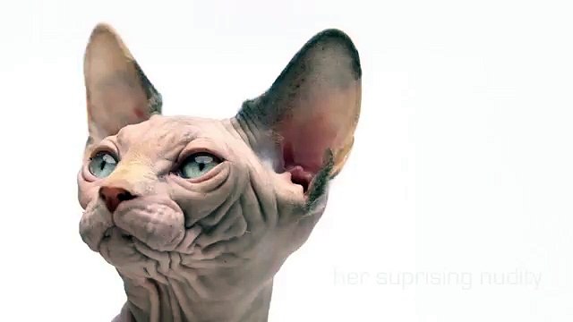 Cabarey pour Royal Canin - nourriture pour animaux domestiques, Breed, Indoor, Norwegian - novembre 2013