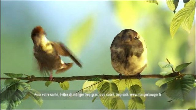Campaillette - baguette des Grands Moulins de Paris - octobre 2009 - Les moineaux