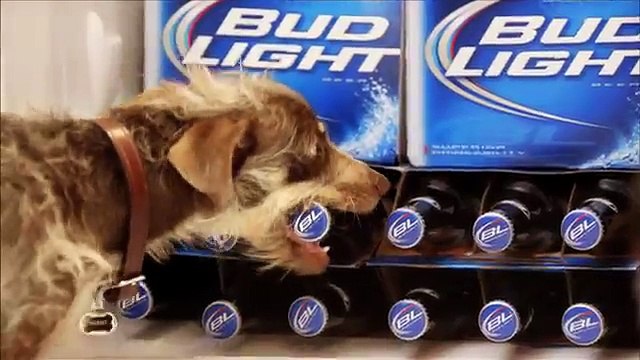 Budweiser (Anheuser Busch) - bière Bud Light, Rescue Dog Weego - février 2012