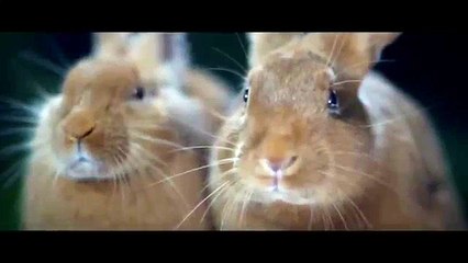 Canal + - chaîne de télévision, "Multi-écrans, Lapins" - juin 2013