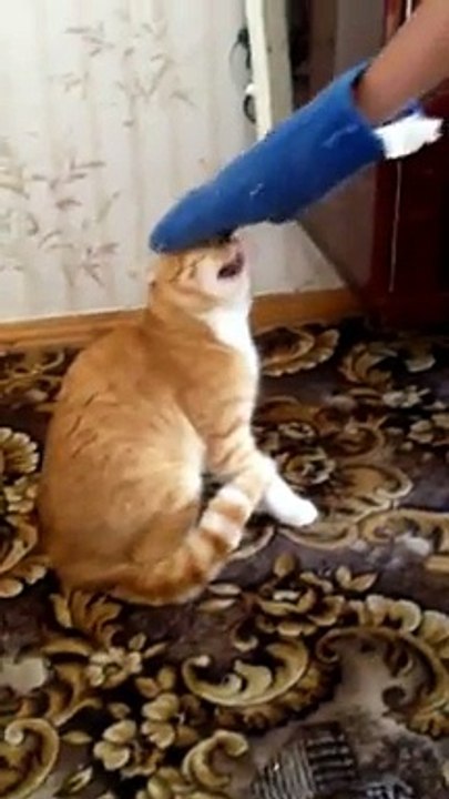 Gare à l'attaque du chat fou!