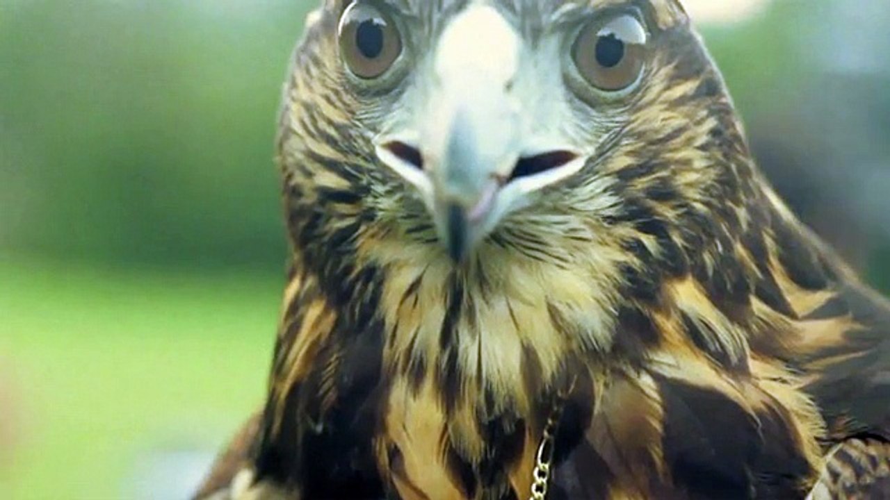 Brahma - bière brésilienne, "Mad Hawk" - mars 2013