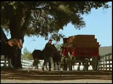 Anheuser-Busch - bière Budweiser - février 2009 - Stick , chien