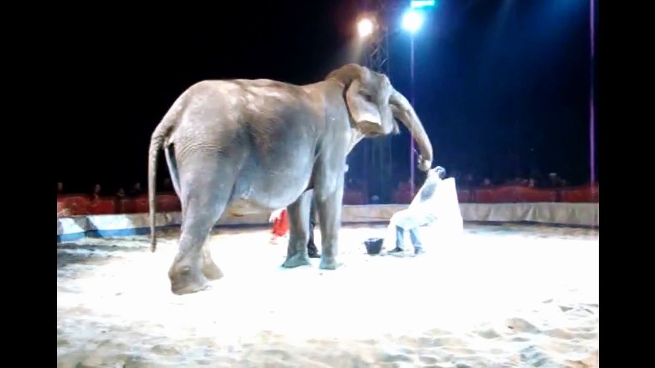 Dunya News - Elephant shaves mans face who ends Up violently ill