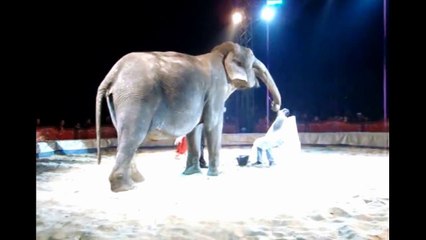 Dunya News - Elephant shaves mans face who ends Up violently ill