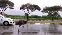 Un emú, ave gigante, corre por las calles en carrera con los autos
