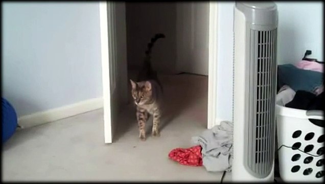 Europe Ecologie Les Verts - parti politique, Service Avant Vote d'Eva Joly, Les chatons, EvaJoly2012.fr/vote - décembre 2011