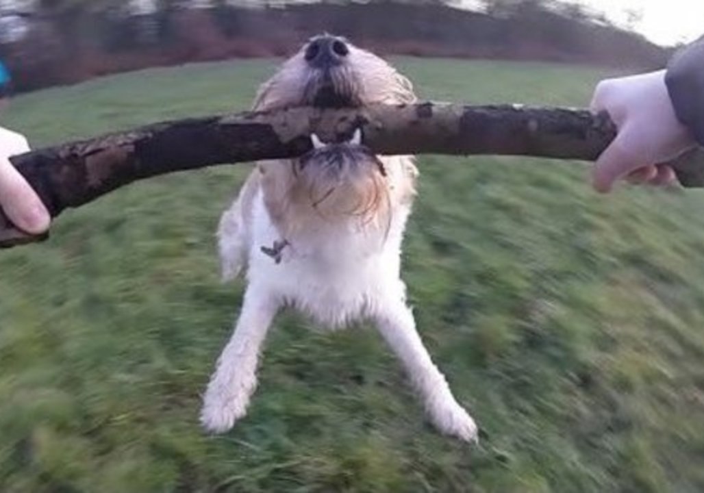 Musician Helps His Dog's Dream to Fly Come True