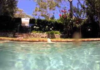 Golden Retriever Dives for Her Toy