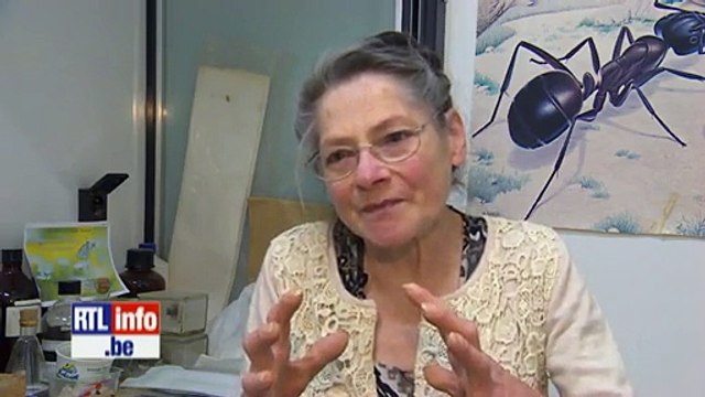 Expérience des ondes GSM sur les fourmis