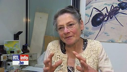 Expérience des ondes GSM sur les fourmis