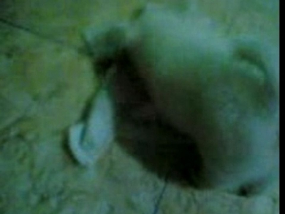Scott Puppy