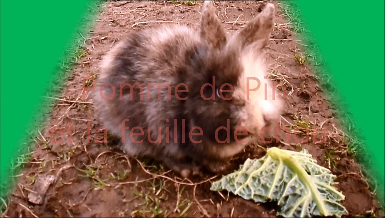 Pomme de Pin et la feuille de chou