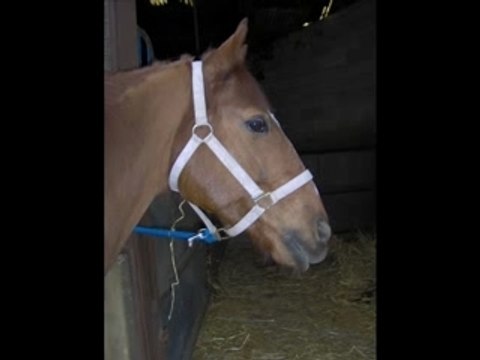 petite reprise trankil de cros + toilete