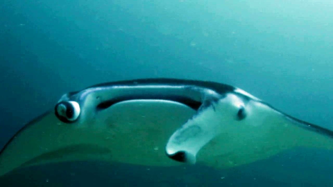 Raies manta aux Maldives 2010